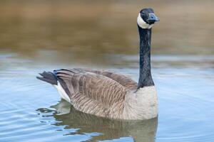 canadien oies, Branta canadensis sur le lac. photo