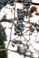 grappes de gâté pourri les raisins pendre sur une buisson près une rouillé clôture dans l'automne photo