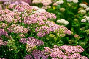 proche en haut image de peu rose fleurs dans le parc avec vert Contexte. photo