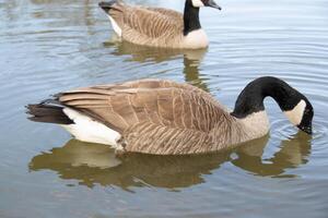 canadien oies, Branta canadensis sur le lac. photo