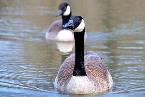 canadien oies, Branta canadensis sur le lac. photo