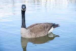 canadien oies, Branta canadensis sur le lac. photo