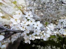 floraison fruit des arbres dans le printemps jardin. fermer voir. photo