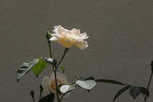 roses blanches dans le jardin photo