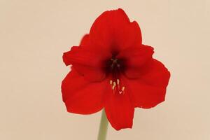 fleur d'amaryllis rouge photo