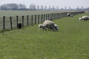 mouton et agneaux dans le Prairie dans le Pays-Bas photo