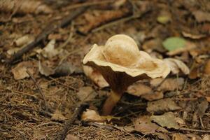 champignon vénéneux, l'automne, forêt, L'Europe  photo