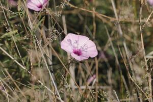 rose liseron fleur avec ombre de autre plante photo