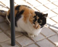 rouge, noir et blanc tigre chat photo