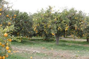 en marchant dans le citron des arbres verger photo