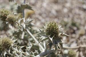 chardon dans la nature photo