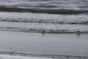 des oiseaux recherche pour nourriture, plage dans le hiver, Pays-Bas photo