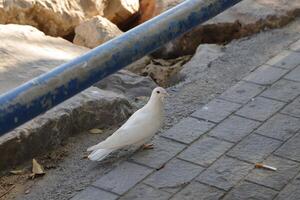 Pigeon est assis sur le sol photo