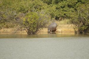 hippopotame dans pendjari np dans le Nord de bénin, Ouest Afrique photo