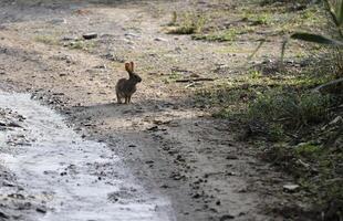 lapin des promenades sur une chemin photo