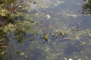 étang avec beaucoup grenouilles, printemps photo