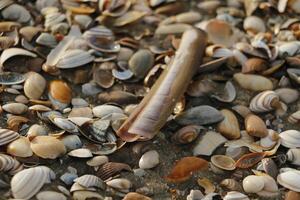 coquilles, plage dans le hiver, Pays-Bas photo