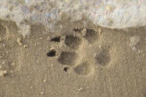 impression dans le le sable de une chiens patte photo