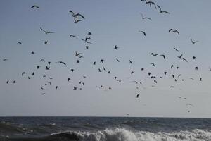 mouettes à le plage et dans le ciel photo