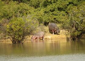 hippopotame dans pendjari np dans le Nord de bénin, Ouest Afrique photo