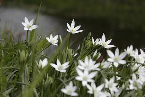 floraison zippé événement, où vous pouvez prendre une marcher par le tulipes et autre fleur ampoule des champs photo