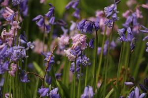 bleu cloches dans le forêt, printemps, le Pays-Bas photo