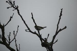 migrant des oiseaux dans une arbre, faune dans le eau zwanen la nature réserve dans Nord Hollande, le Pays-Bas. beaucoup de différent des oiseaux à voir. photo