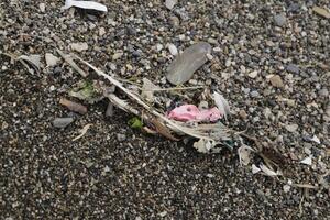 plage après tempête, danger à Marin vie, Plastique déchets, Plastique jonque, Plastique, Marin la vie dans danger, pollué gens photo