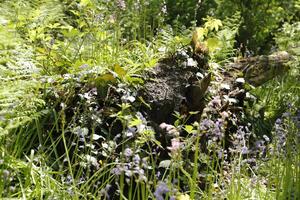 fougère et bleu cloches dans une Naturel forêt photo