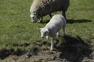 mouton et agneaux dans le Prairie dans le Pays-Bas photo