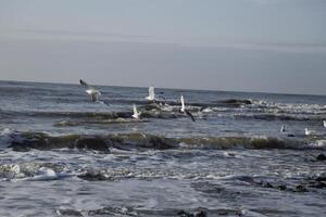 mouettes en volant au dessus le Nord mer, Pays-Bas photo