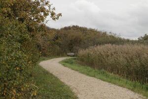 eau zwanen la nature parc dans le l'automne, Pays-Bas photo