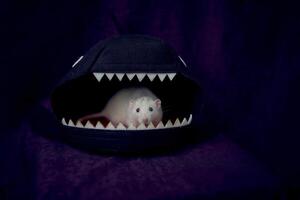 rauque Dumbo rat est cache dans le les requins lit maison photo