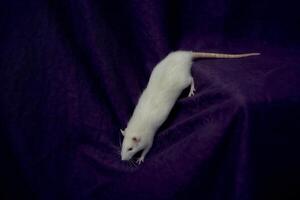 un albinos la norme rat câlins avec ses propriétaire photo