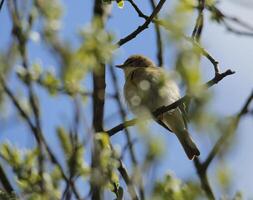 migrant des oiseaux dans une arbre, faune dans le eau zwanen la nature réserve dans Nord Hollande, le Pays-Bas. beaucoup de différent des oiseaux à voir. photo