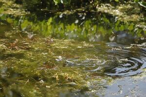 Naturel étang avec beaucoup de grenouilles, printemps photo