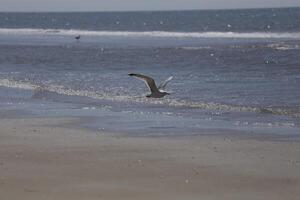 mouettes et autre des oiseaux Regardez pour nourriture à le mer, la nature réserve photo