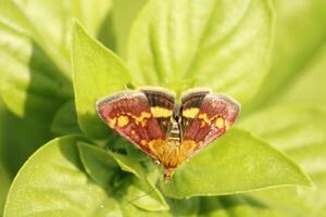 papillon, peu papillon photo