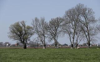 néerlandais paysage, Pays-Bas dans le printemps photo