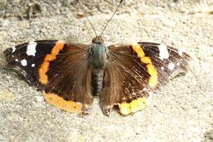 atalante papillon, insecte, magnifique photo