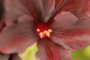 proche en haut de une foncé rouge presque noir géranium ou pélargonium photo