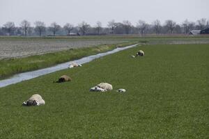 mouton et agneaux dans le Prairie dans le Pays-Bas photo