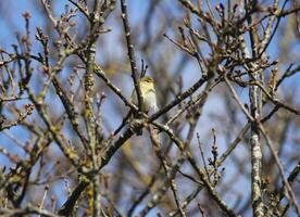 migrant des oiseaux dans une arbre, faune dans le eau zwanen la nature réserve dans Nord Hollande, le Pays-Bas. beaucoup de différent des oiseaux à voir. photo