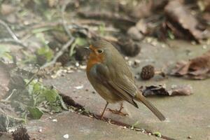 Robin peu oiseau photo