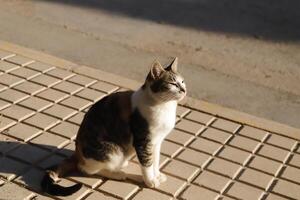 rouge, noir et blanc tigre chat photo