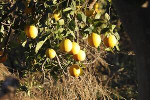 citron arbre avec citrons photo