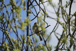 migrant des oiseaux dans une arbre, faune dans le eau zwanen la nature réserve dans Nord Hollande, le Pays-Bas. beaucoup de différent des oiseaux à voir. photo