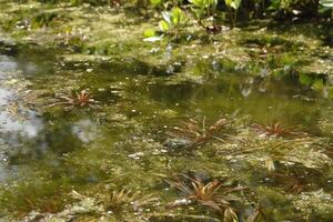 Naturel étang avec beaucoup de grenouilles, printemps photo