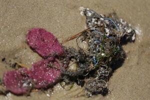 Plastique pollution, une danger pour mer vie, algues avec nylon fil et autre Plastique déchets photo