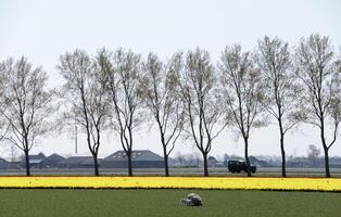 printemps dans le Pays-Bas, épanouissement tulipes photo